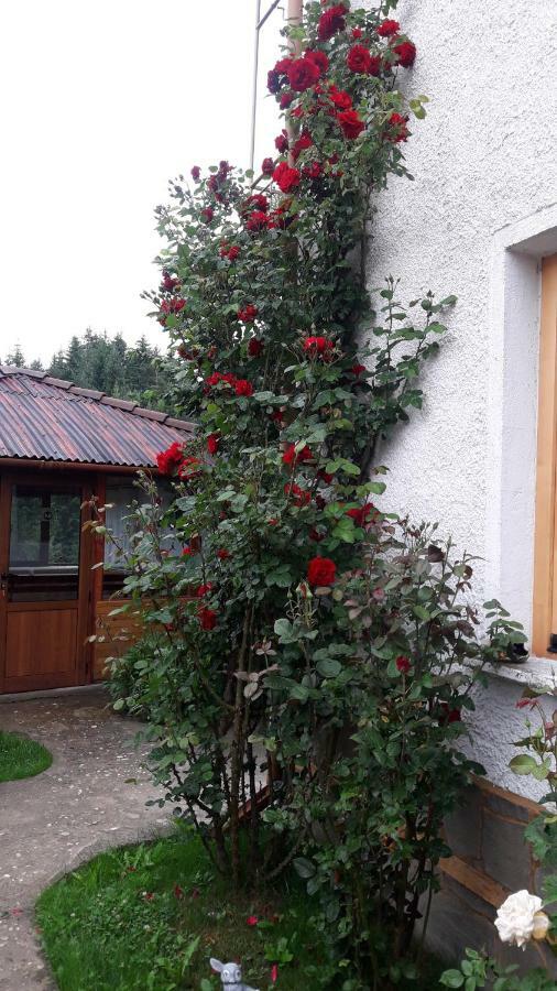 Guest House Stoletnika 야고디나 외부 사진